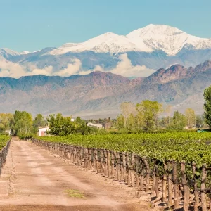 Image of Mendoza Vineyard showcasing the Snowcapped Andes Mountains in the background